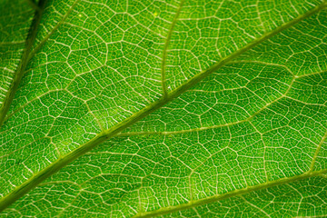 Details showing the veins of a leaf of pumpkin know as Sergipana (Cucurbita moschata) in organic cultivation formation in the city of Rio de Janeiro, Brazil.