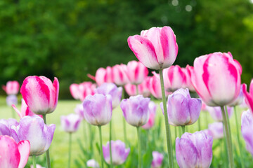 tulpen rosa lila im garten