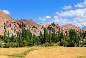 Yellow Wheat farming at Basgo, Ladakh - under blue cloudy valley, Jammu and Kashmir, India - obrazy, fototapety, plakaty