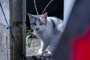 cat