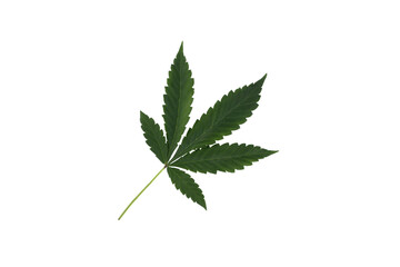 Top view of marijuana leaf isolated on white background.