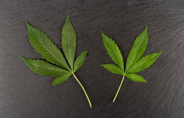 Top view of two marijuana leaves on a stone background.