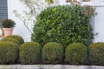Garden design and landscaping: Front yard planted with winter proof globular box trees, perennial...