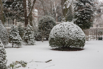 Snowy winter proof globular box tree in a garden, idyllic snow scenic landscape 