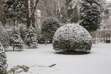 Foto auf Leinwand Snowy winter proof globular box tree in a garden, idyllic snow scenic landscape  © blickwinkel2511