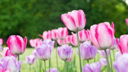 Obraz premium tulpen blüten