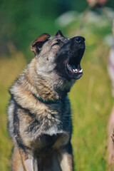 a German Shepherd dog guards and barks