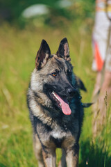 a German Shepherd dog on a walk in the summer