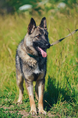 a German Shepherd dog on a walk in the summer