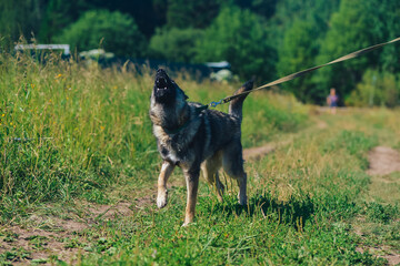 a German Shepherd dog guards and barks