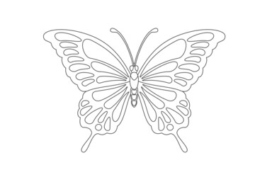 butterfly simple vector illustration line