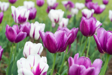 Fototapeta premium tulpenbeet