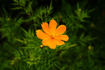 Cosmos sulphureus is also known as sulfur cosmos and yellow cosmos. this flower is in the garden