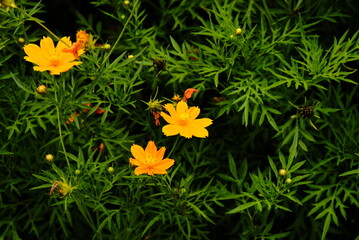 Cosmos sulphureus is also known as sulfur cosmos and yellow cosmos. this flower is in the garden