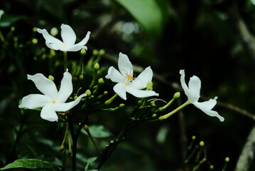 Thai white jasmine flower in the garden, closeup flower photo