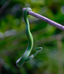 Sumatran Green Pit Viper (Trimeresurus ) or Large-eyed Pit Viper on a branch in 
tropical forest