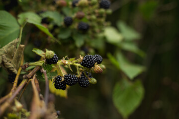 Blackberry with beneficial and healing properties for the whole body