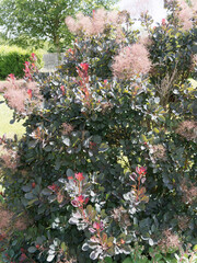 Cotinus coggygria | Arbre à perruques ou sumac fustet à floraison de panicules d'aspect soyeux et brumeux donnant l'impression d'être recouvert de perruques rosâtres