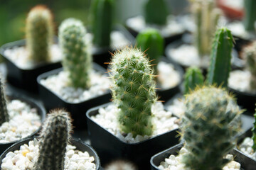 Dwarf cactus that is decorated in the shop.