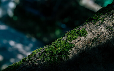 water city Shaoxing wupeng boat and landmark buildings