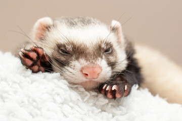 The cute ferret is sleeping