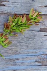 ash branch on wood old background, retro background, space for text, copy space