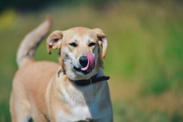 red dog licks his lips