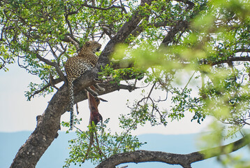 leopard, Panthera pardus, on a tree with its prey