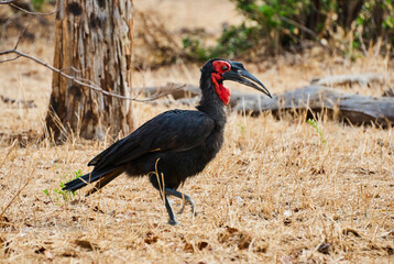 Southern ground horn bill, a large bird with red face
