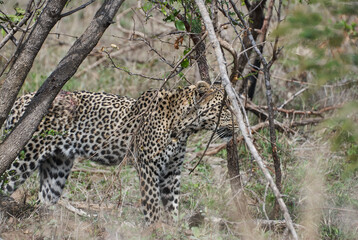 leopard, Panthera pardus, wounded after fight
