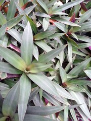 Obraz premium close up of a cactus