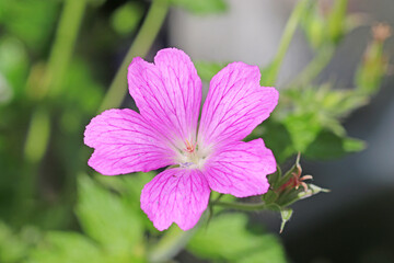 Close up of a geranium flower	