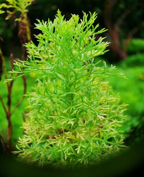A Green Christmas 