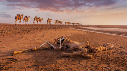 A dead dromedary along the caravan way at sunrise in the Danakil Depression in Ethiopia, Africa. 