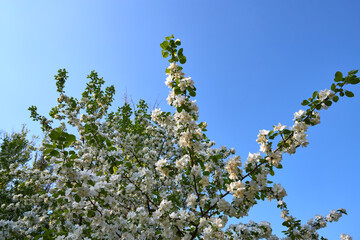 Spring Time. An apple tree branch with flowers on background blue clear sky.