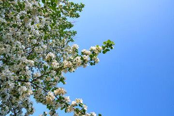 Spring Time. An apple tree branch with flowers on background blue clear sky.