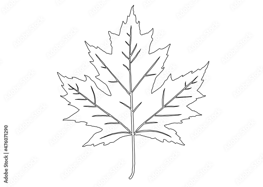 Wall mural the outline of the maple leaf is black and white