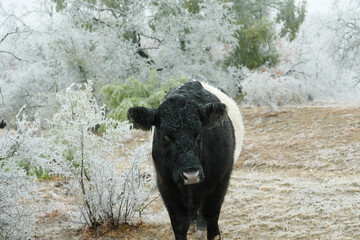 Belted Galloway steer in icy winter field of Texas.