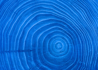 concentric blue tree cross-section with annual rings