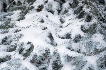 Snow-covered live branches of blue spruce that make their way through the snow