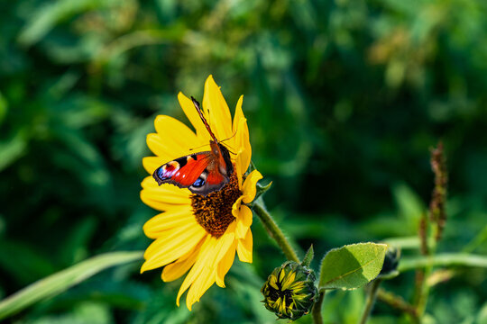 Lepidoptera butterfly sits on blooming sunflower on green meadow background.