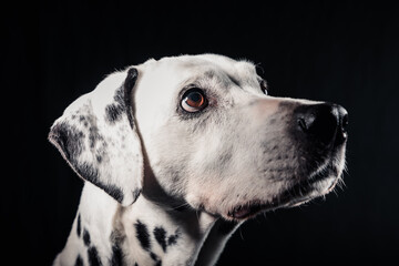 Older Dalmatian dog on a black background.