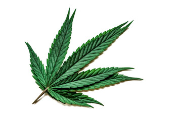 Cannabis leaves, marijuana plant on white background