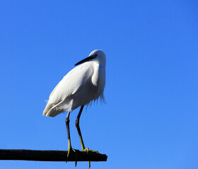 aigrette aux aguets