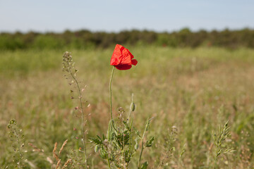 Lonely red poppy flower at the field