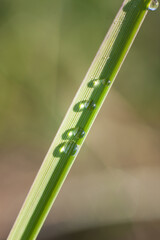 Obraz premium natural geometry. drops on a blade of grass 