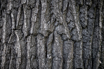 old tree bark texture