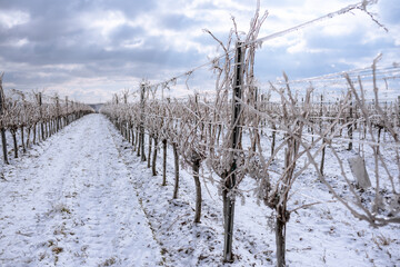 Fototapeta na wymiar Frozen vineyard in white winter with slightly cloudy weather. Snow-covered winter landscape in Austria's wine district