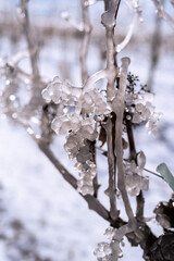 Close up of a frozen grape in sunshine. Water grape after frozen rain in the sunlight. Photo suitable as a mural for wineries. Viticulture photo in winter