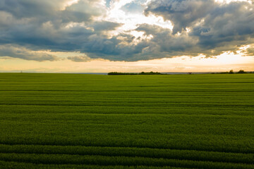 Aerial landscape view of green cultivated agricultural fields with growing crops on bright summer evening.